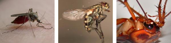 مبيد لامبداسايهالوثرين